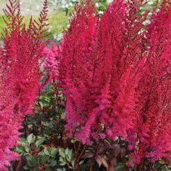 Mighty Chocolate Cherry Astilbe