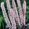 Pink Spike Actaea