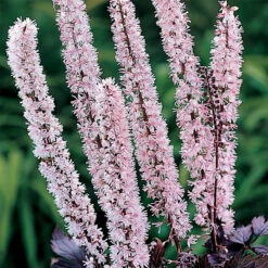Pink Spike Actaea