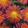 Ocean Sunset&trade; Orange Glow Ice Plant