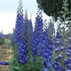 Cobalt Dreams Delphinium