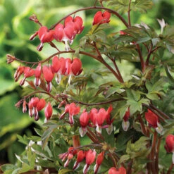 Giant Valentine&reg; Bleeding Heart