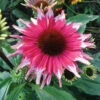Playful Meadow Mama™ Echinacea