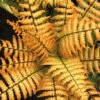 Jurassic Gold Fern