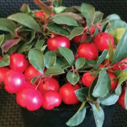 Cherry Berries™ Wintergreen