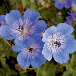 Rozanne Hardy Geranium
