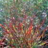Shenandoah Red Switch Grass