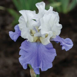 Stairway To Heaven Bearded Iris