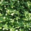 Pachysandra Green Carpet