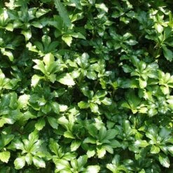 Pachysandra Green Carpet