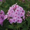 Uptown Girl Hardy Garden Phlox