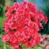 Orange Perfection Hardy Garden Phlox