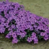 Eye Shadow Creeping Phlox