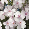Amazing Grace Phlox