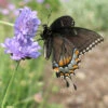Butterfly Blue Scabiosa
