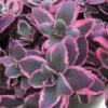 Sunsparkler&reg; 'Dream Dazzler' Sedum