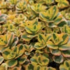 What A Doozie Sedum
