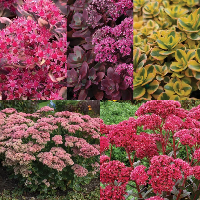 Sedum Sampler 1 Sedum Sampler