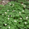 Dutchman's Breeches