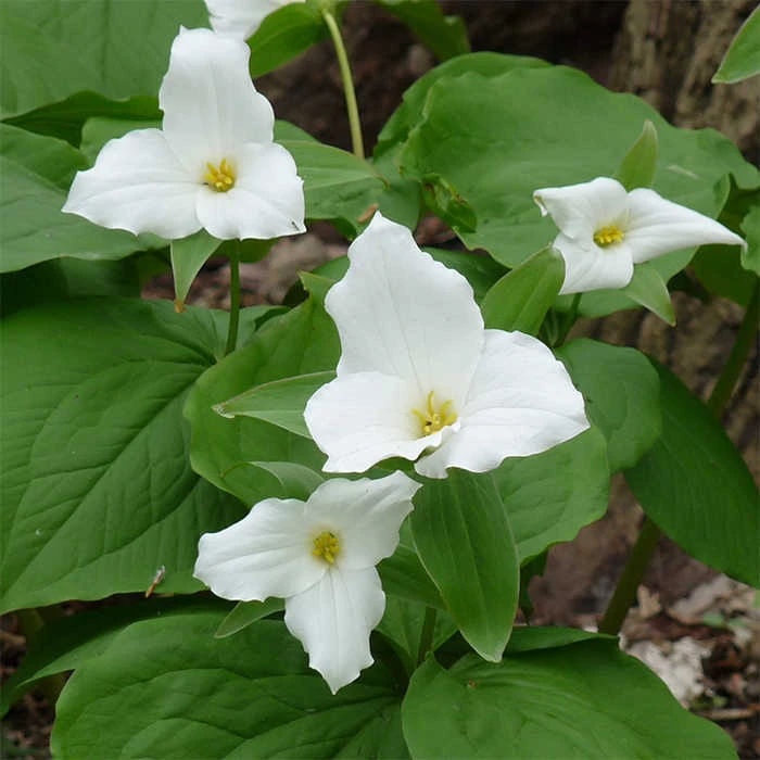 White Trillium 1 White Trillium