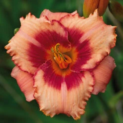 Strawberry Candy Daylily