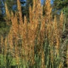 Golden Sunset™ Yellow Prairie Grass