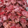 Northern Exposure™ Red Heuchera