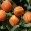 Chinese Apricot