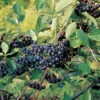 Nero Aronia