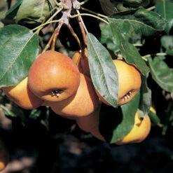 Shipova Mountain Ash