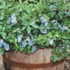Dwarf Northcountry Blueberry