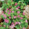 Ground Cover Raspberry Offer (2 Of Each)