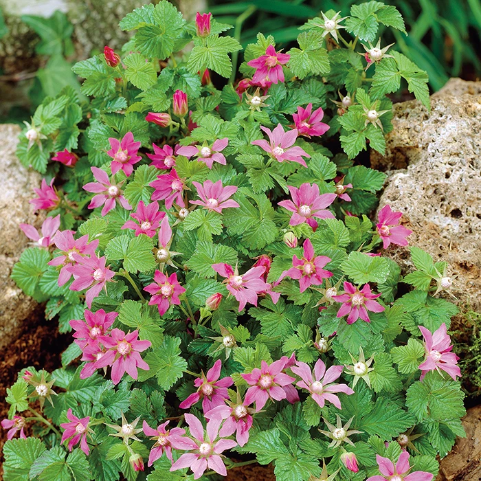 Ground Cover Raspberry Offer (3 Of Each) 1 Ground Cover Raspberry Offer (3 Of Each)