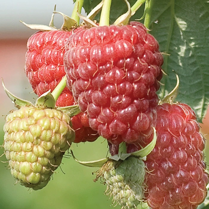 Raspberry Sampler #1 1 Raspberry Sampler #1