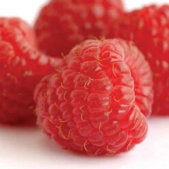 Heritage Fall Bearing Raspberry