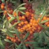 Leikora Sea Berry Or Sea Buckthorn