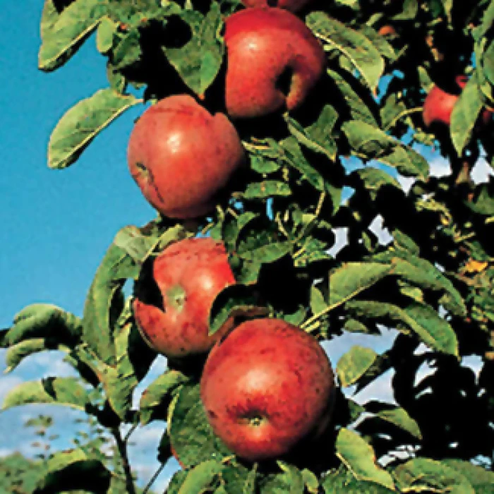 Northpole™ Columnar Apple 1 Northpole™ Columnar Apple