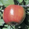 Liberty Semi Dwarf Apple