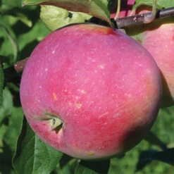 Prairie Magic® Semi Dwarf Apple