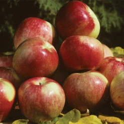 Zestar Semi-Dwarf Apple