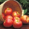 Honeycrisp™ Standard Apple