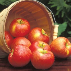 Honeycrisp&trade; Standard Apple