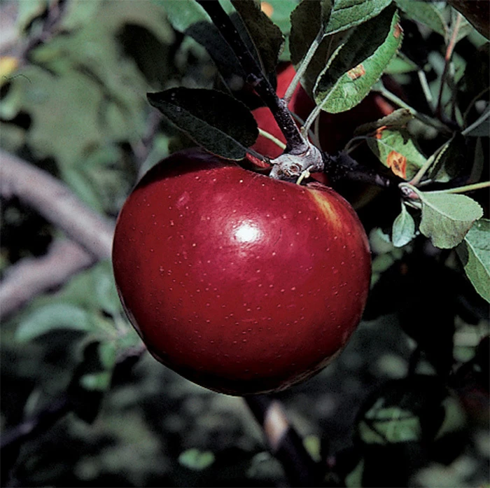 Royal Court™ Cortland Dwarf Apple 1 Royal Court™ Cortland Dwarf Apple