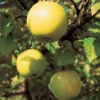 Honeygold Dwarf Apple