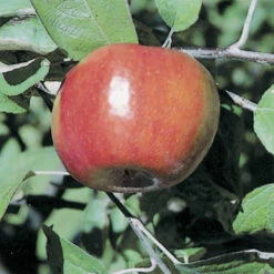 Liberty Dwarf Apple