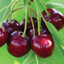 Benton&reg; Dwarf Sweet Cherry
