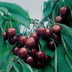 BlackGold&trade; Standard Sweet Cherry