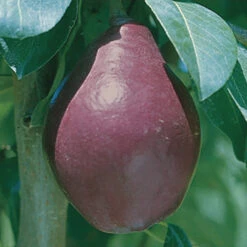 Red Clapp's Favorite Dwarf Pear