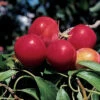 Pipestone Dwarf Hardy Plum