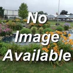 Toka Dwarf Hybrid Plum